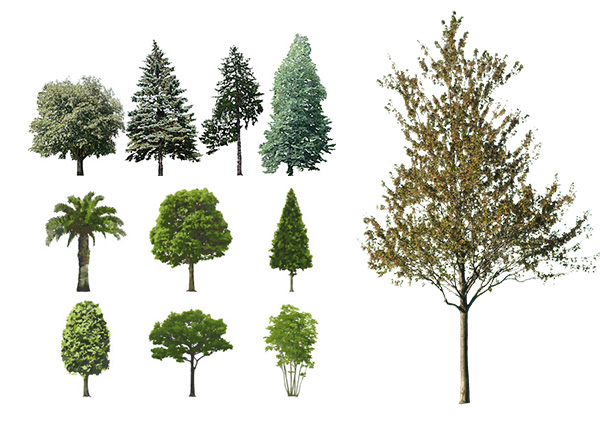 Trees Upload